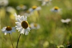 Grande marguerite21.06.25-0006