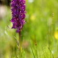 Dactylorhiza alpestris 22.06.25-
