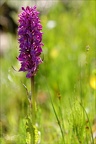 Dactylorhiza alpestris 22.06.25-