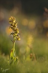 Coeloglossum viride21.06.25-0011