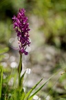 Dactylorhiza alpestris 22.06.25