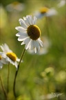 Grande marguerite21.06.25-0001