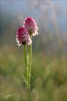 Gymnadenia corneliana 21.06.25-0004
