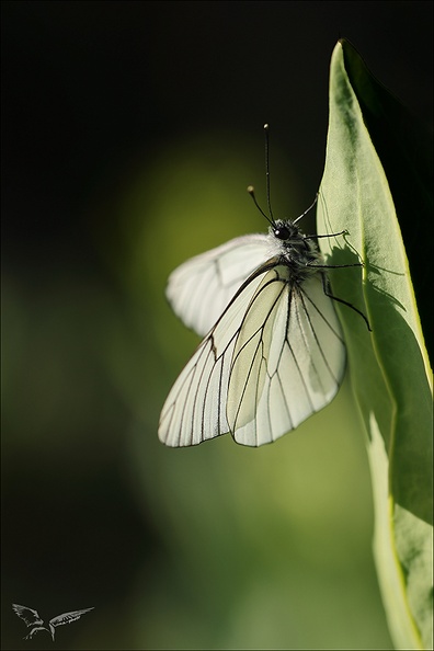 Le gazé 21.06.25-0002.jpg