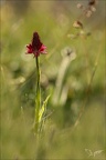 Gymnadenia rhellicani-O vanille21.06.25