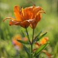 Lys orangé21.06.25-0004