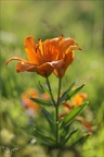 Lys orangé21.06.25-0004