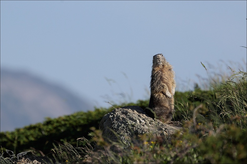 Marmotte 22.06.25-0031.jpg