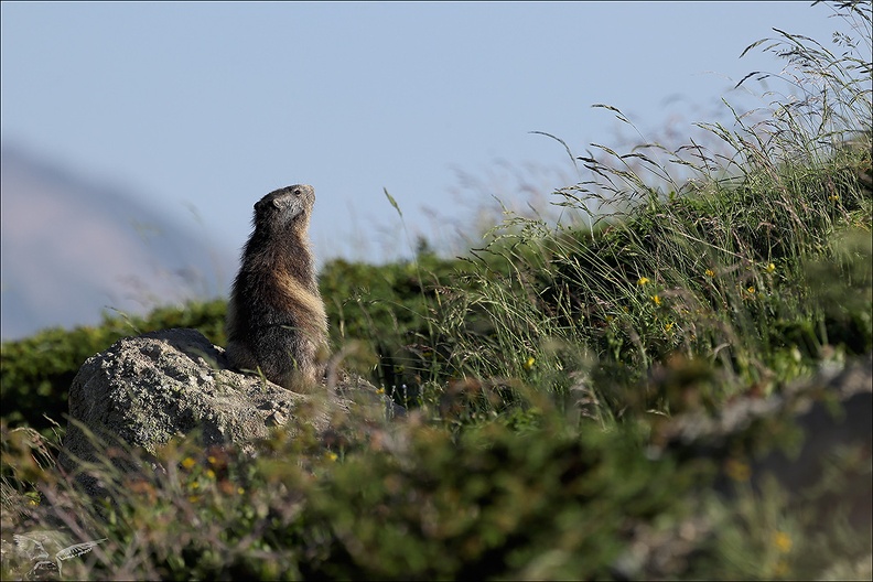 Marmotte 22.06.25-0039.jpg