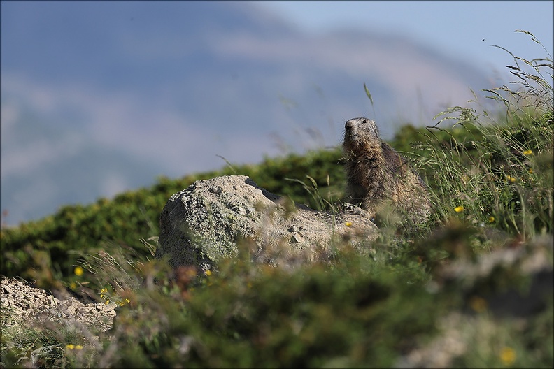 Marmotte 22.06.25-0065.jpg