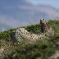 Marmotte 22.06.25-0065
