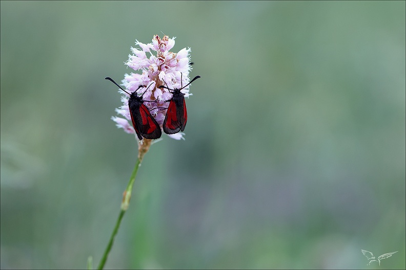 zygène pourpre 22.06.25-0001.jpg