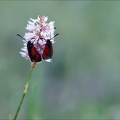 zygène pourpre 22.06.25-0001