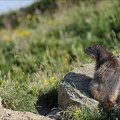 Marmotte 22.06.25-0055