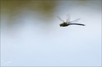 Anax imperator25.05.25-0003