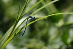 Cooenagrion mercuriale 15.07.25-0007
