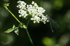 Cooenagrion mercuriale 15.07.25-0003