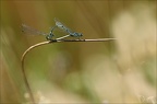 Coenagrion puella 18.06.25