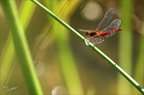 Crocothemis erythraea -17.06.25-0003
