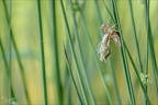 Emergence orthetrum 08.06.25-0002