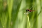 Crocothemis erythraea 17.06.25-0006