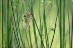 Emergence orthetrum 08.06.25-0015