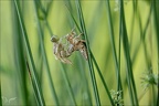 Emergence orthetrum 08.06.25-0010