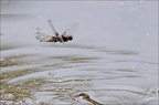 Libellula depressa25.05.25-0003
