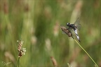 Libellula fulva 17.06.25