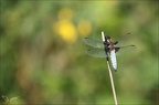 Libellula depressa 25.05.25-0002