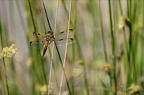 Libellula quadrimaculata 08.06.25-0001