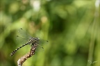 Onychogomphe forcipatus 29.06.25-0005