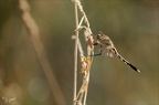 Orthetrum albistylum 09.07.25-0002