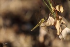 Orthetrum cancellatum 09.07.25-0003