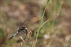 Orthetrum cancellatum ♂ 17.06.25-0001