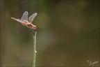 Sympetrum fonscolombii 25.05.25-0004
