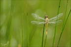 Sympetrum 08.06.25-0002