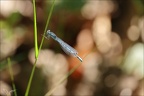 Agrion porte-coupe 18.06.25