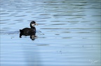 Gallinule poule d'eau bb 18.06.25-0002