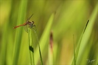 Sympetrum sanguineum  17.06.25-0002