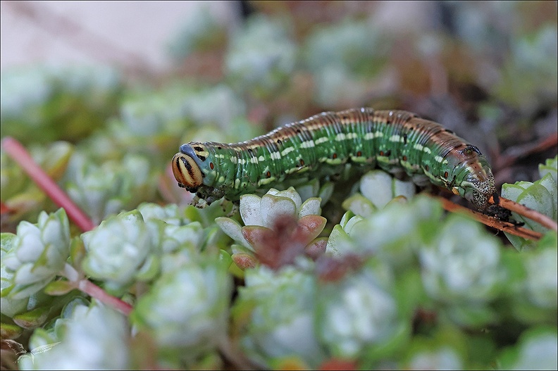 Chenille sphinx du pin 21.07.25-0003.jpg