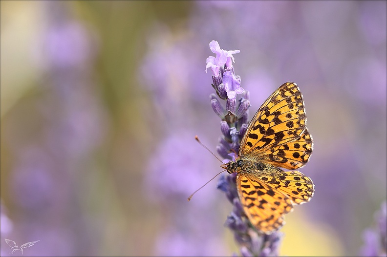 La petite violette 26.06.25-0005.jpg