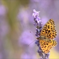 La petite violette 26.06.25-0005