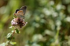 Le Petit Argus - Plebejus argus
