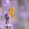 La petite violette 26.06.25-0007