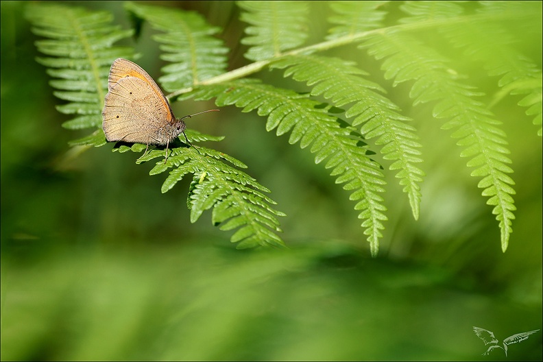 Le procris -08.06.25.jpg