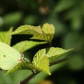 Le citron 18.06.25-0002