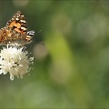 Vanessa cardui 22.07.25-0001