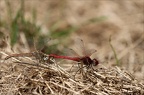 Sympetrum fonscolombii -31.07.25-0004