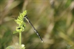 Enallagma cyathigerum -agrion porte-coupe